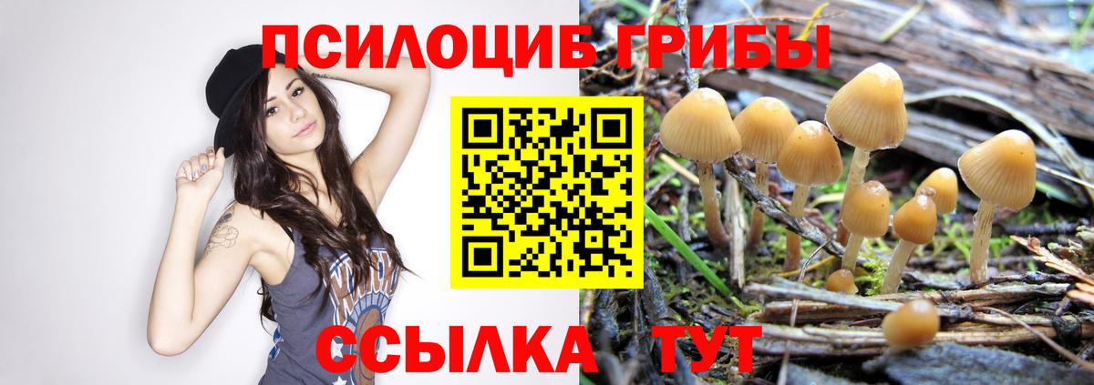 Галлюциногенные грибы прущие грибы  Псилоцибиновые грибы GOLDEN TEACHER  Донецк  Вход с VPN 